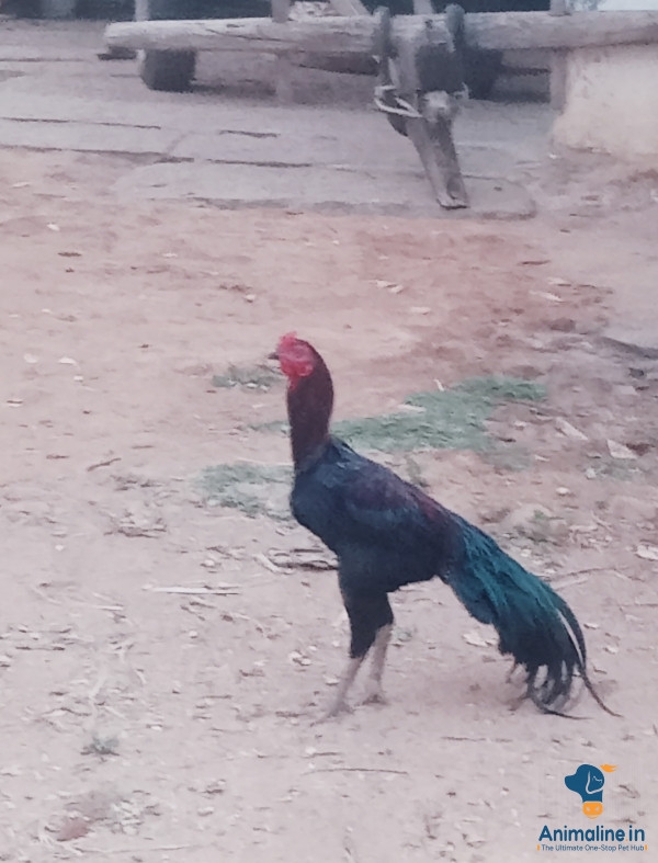 1 varshada kooli