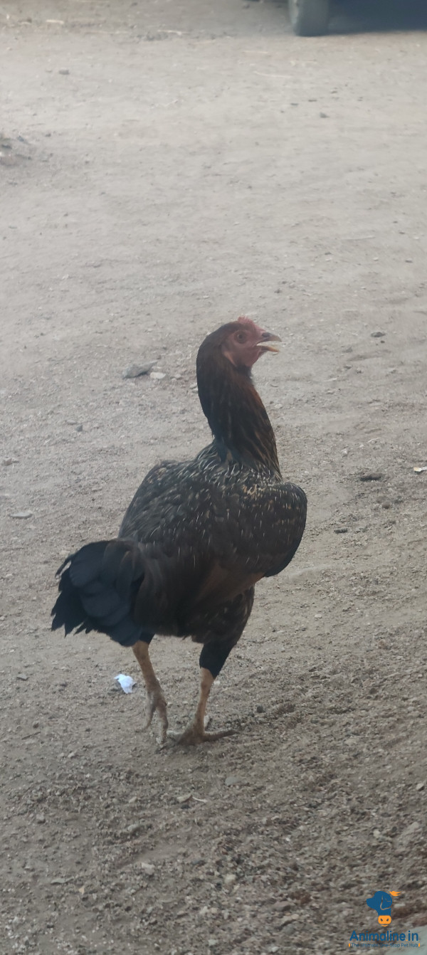 ಮೂರು ವರ್ಷಗಳ ಮನೆಯಲ್ಲಿ ಇದೇ 