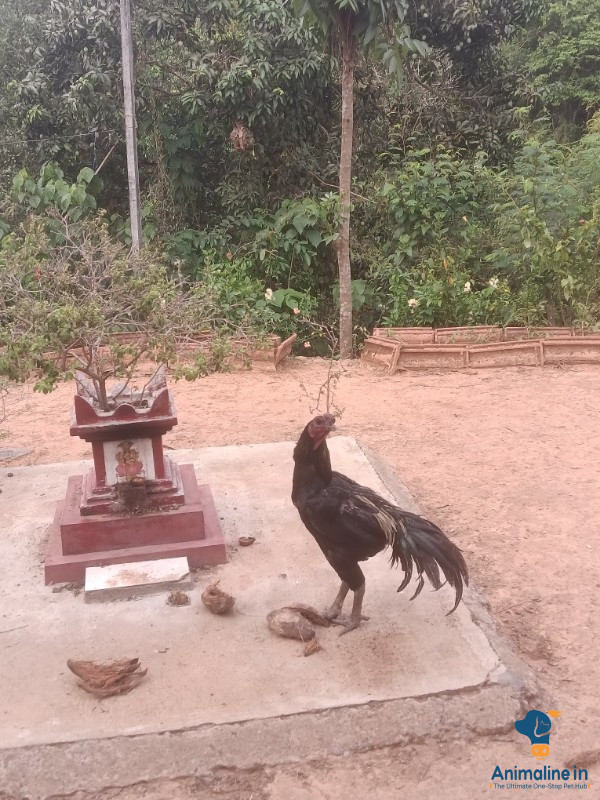 eraod Black seloum