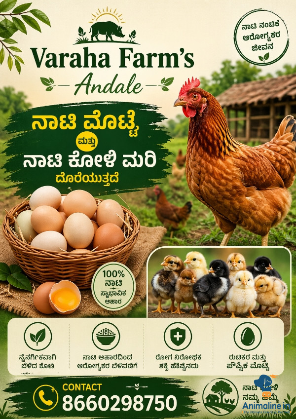 ನಾಟಿ ಕೋಳಿ ಮೊಟ್ಟೆ ಮಾರಾಟ 