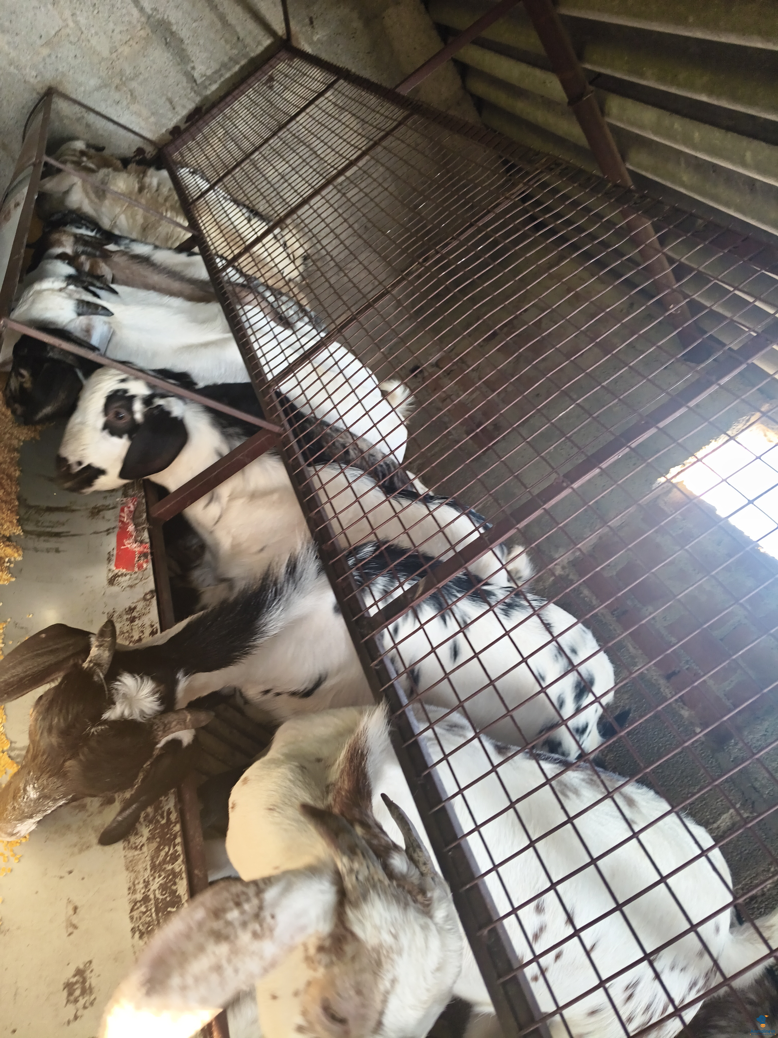 2 years old goats 