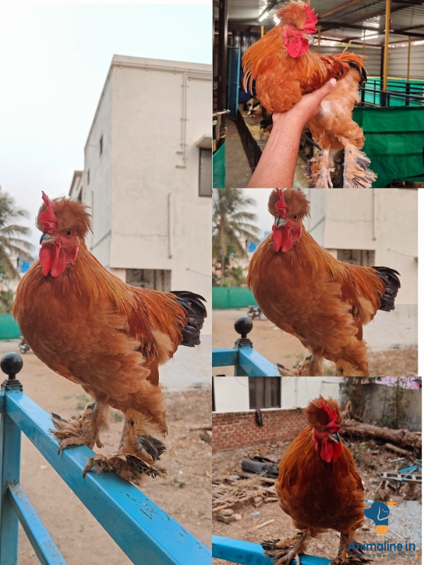7 months chiks