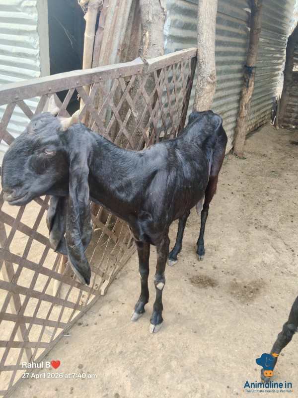 3 ವರ್ಷದ ಮಹಿಳೆ ಮೇಕೆ