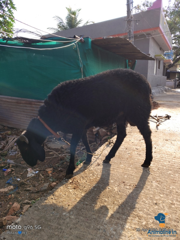 ಫೈಟರ್ ಶೀಪ್ 