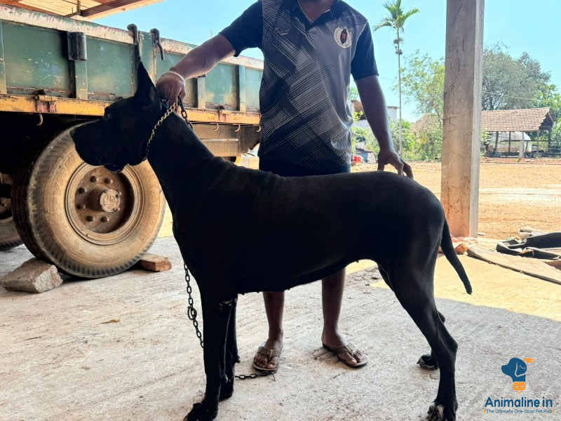Great dane ,hear name is rani 