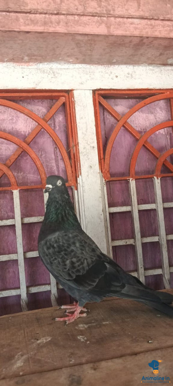 ಮಾರಾಟಕ್ಕಿದೆ ಆರೋಗ್ಯಕರ ಪುರುಷ