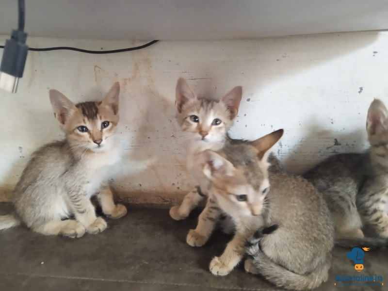 Kittens for Adoption Free
