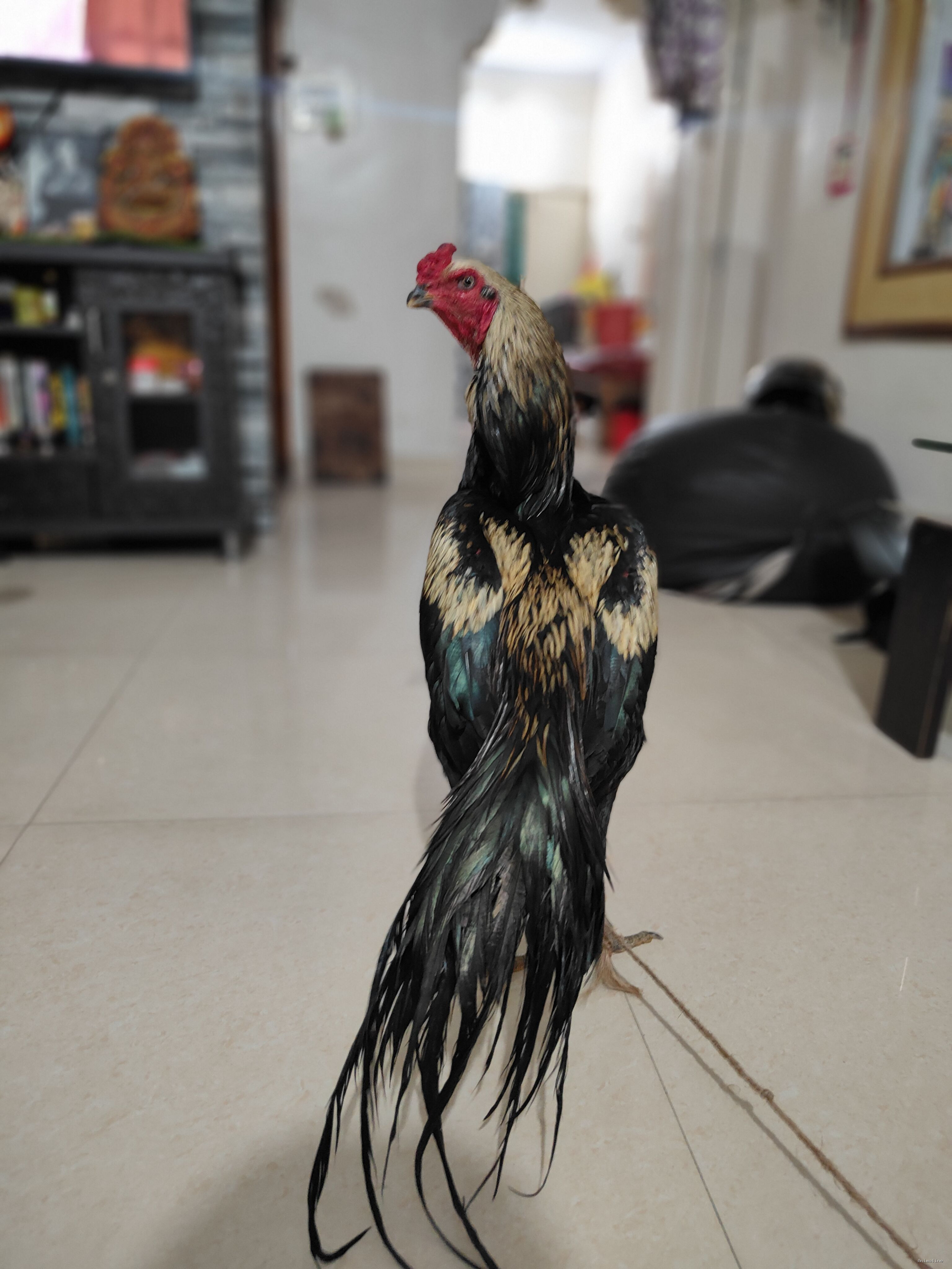 ಮಾರಾಟಕ್ಕಿದೆ ಆರೋಗ್ಯಕರ ಪುರುಷ Aseel