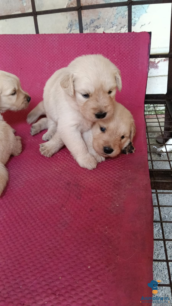 1 month old golden retriever puppies 