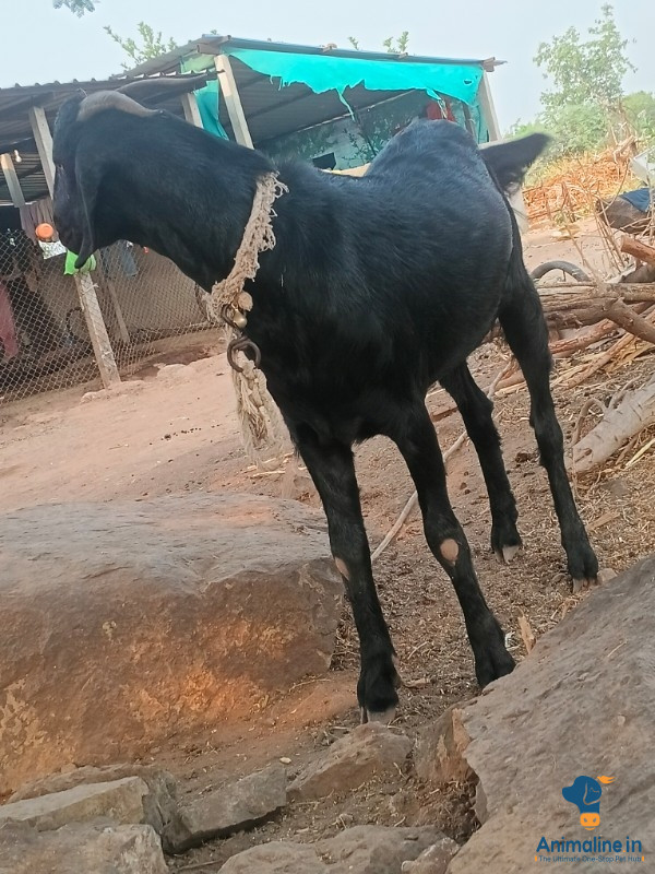 2 ವರ್ಷದ ಮೇಕೆ 