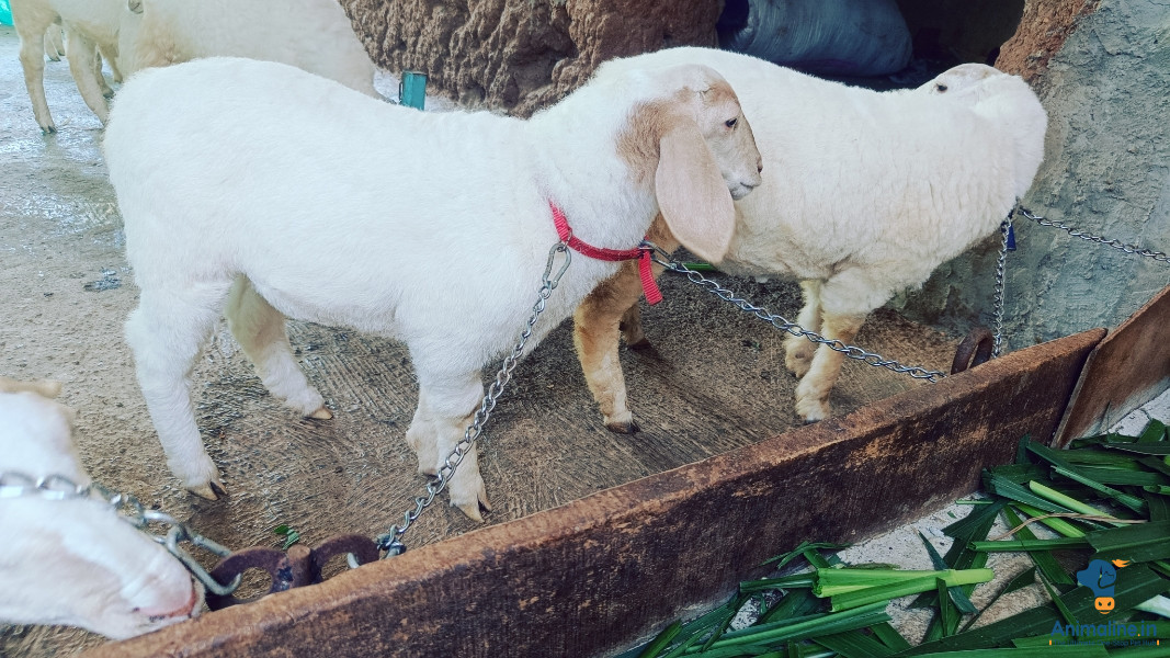 Bannuru cross 4month old