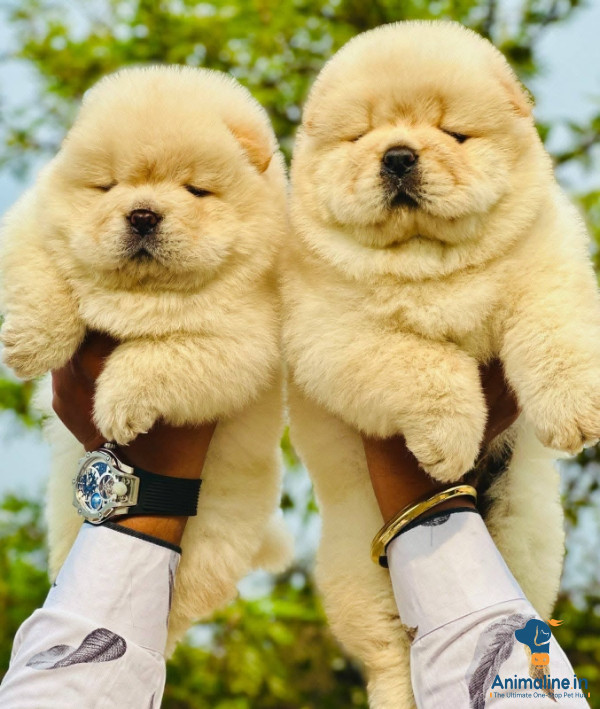 Healthy and Active Male Chow Chow for Sale