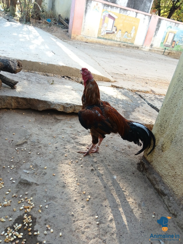 Healthy and Active Male Others for Sale
