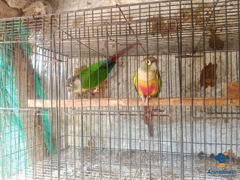 Healthy and active Green Cheek Conure pair