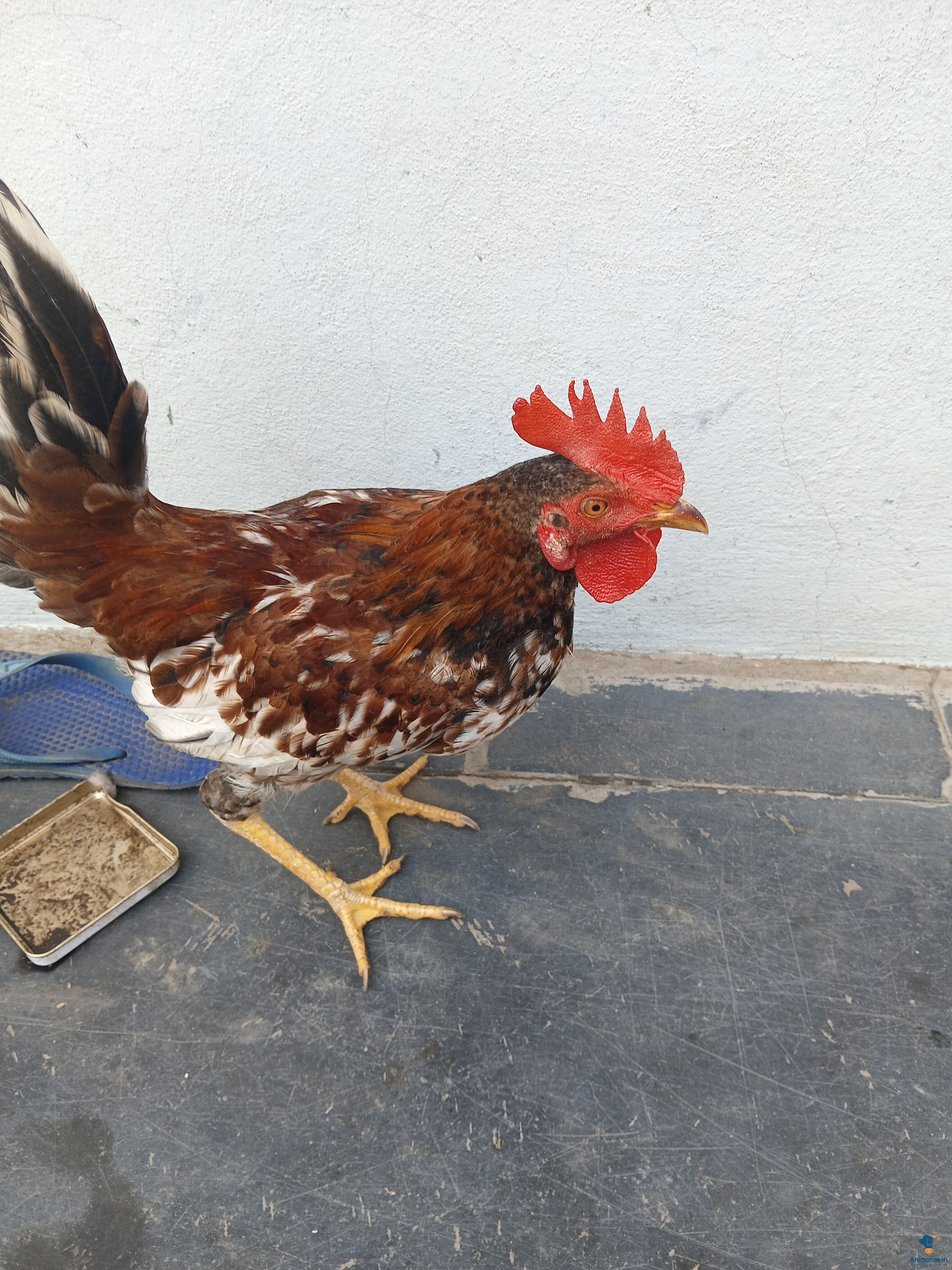 ಮಾರಾಟಕ್ಕಿದೆ ಆರೋಗ್ಯಕರ ಪುರುಷ Desi Murgi or Nati Kohli