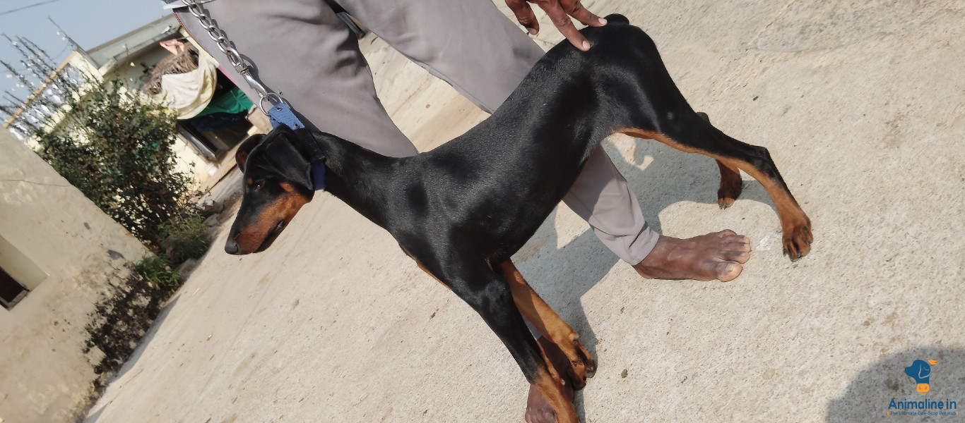 Doberman good quality