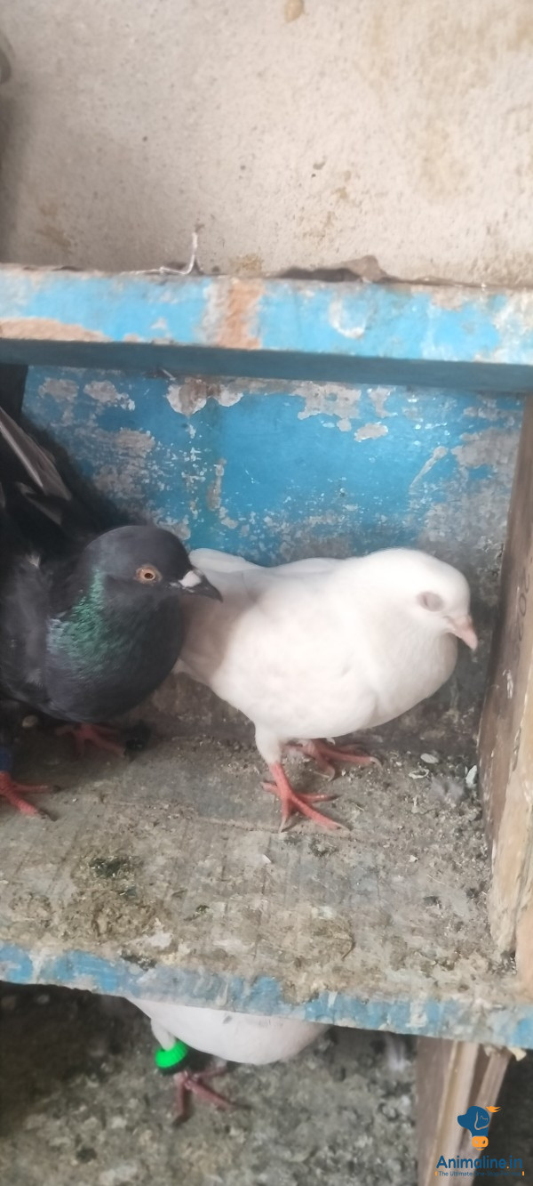 1 ವರ್ಷದ ಪಾರಿವಾಳಗಳು ಜೋಡಿ