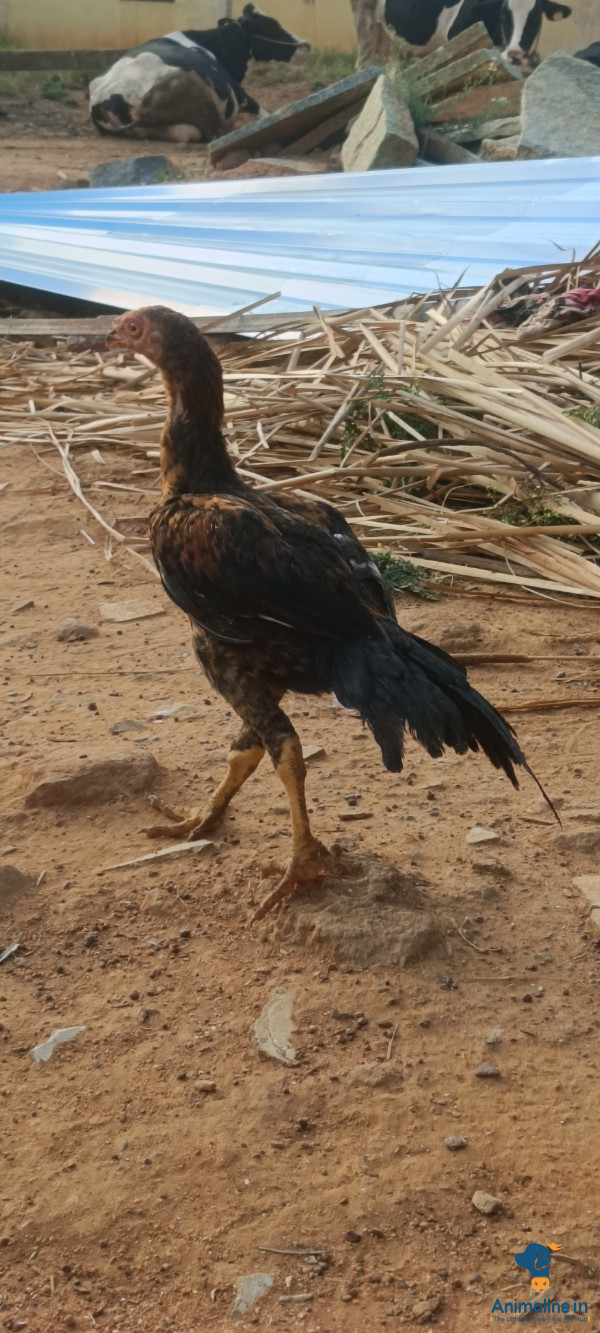 6 months male hen