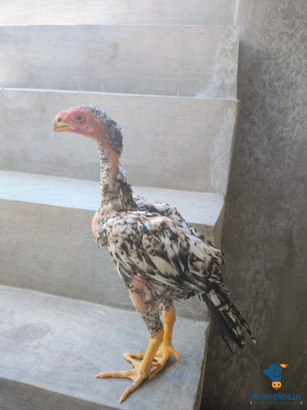 Parrot nose long tile Chick 