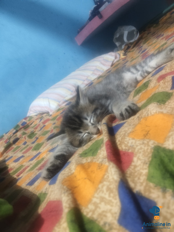 Cat it is very active