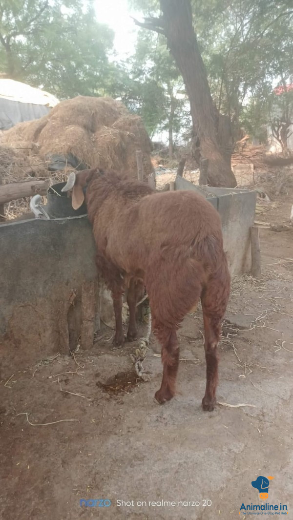 Healthy and Active Male Others for Sale