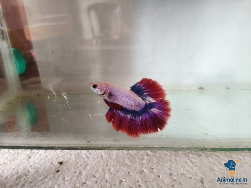 5month old fish