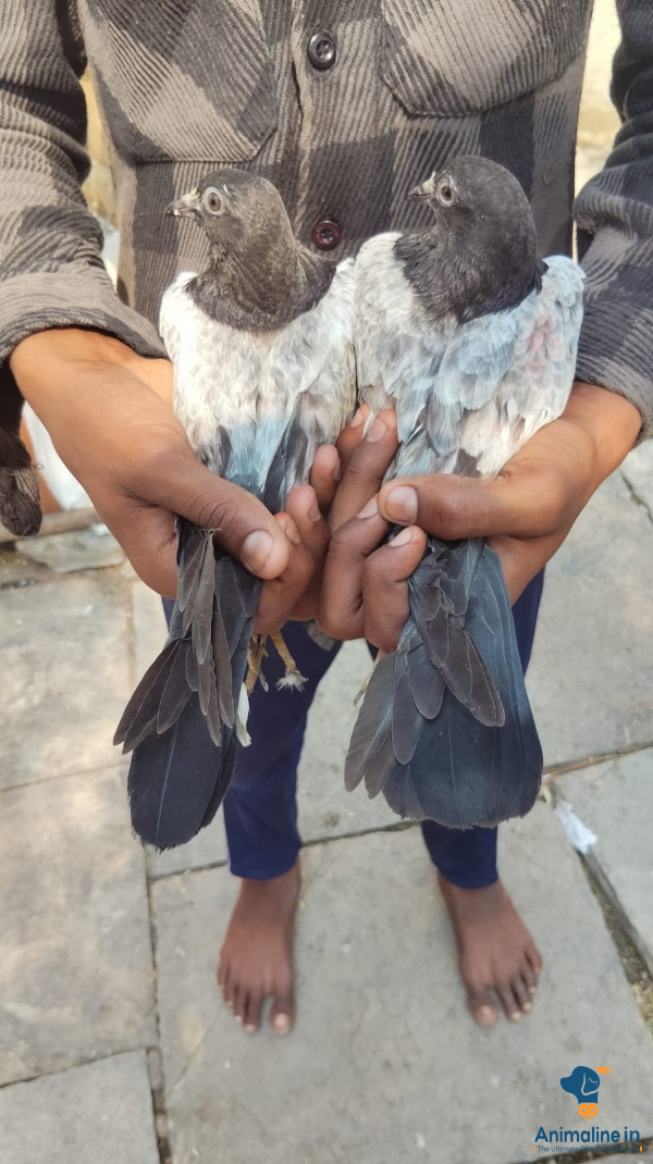 Halkatti chitapur