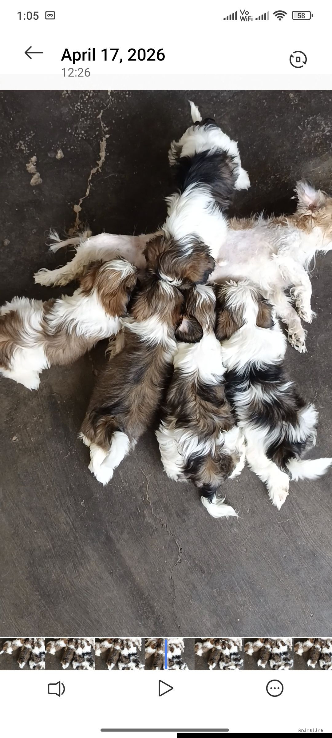 Healthy and Active Female Shih Tzu for Sale