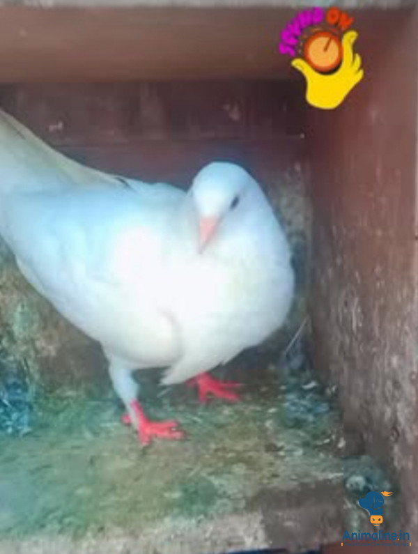 6 ತಿಂಗಳು ಪಾರಿವಾಳ ಹಕ್ಕಿ