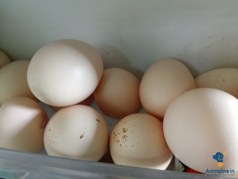 5 eggs 5days