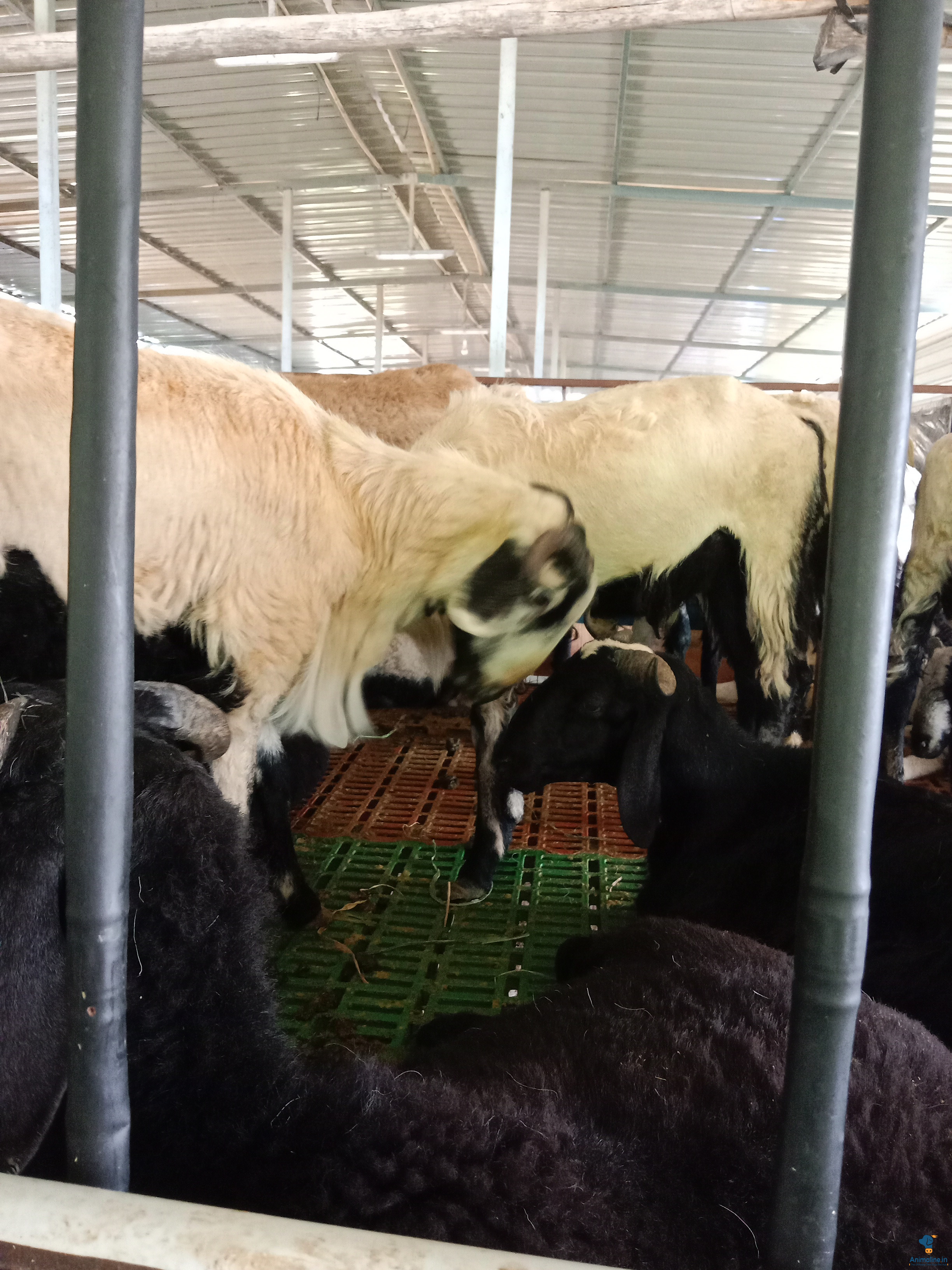 Very healthy and very good condition 