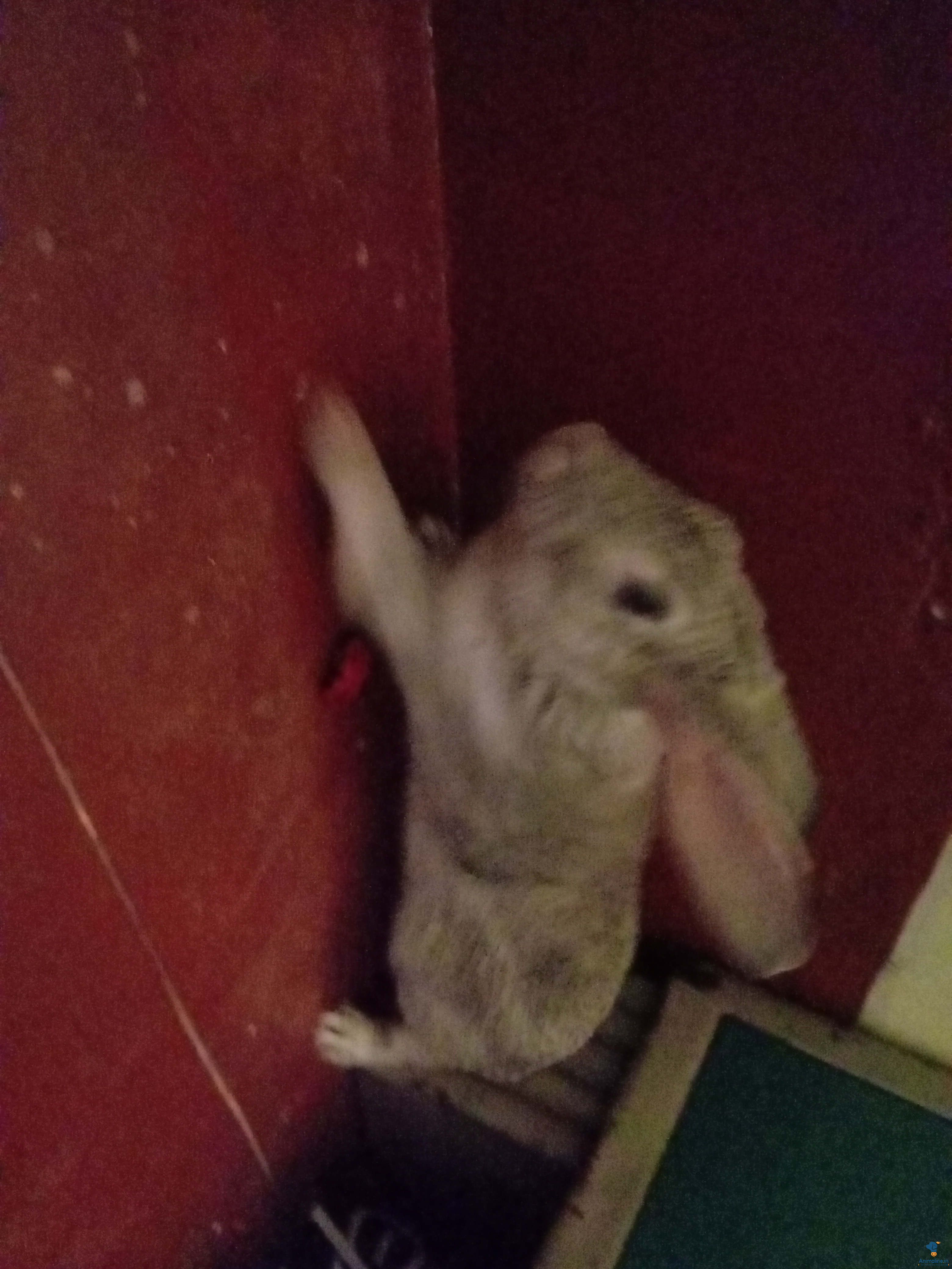 ಪ್ರೀಮಿಯಂ  Rabbit {}