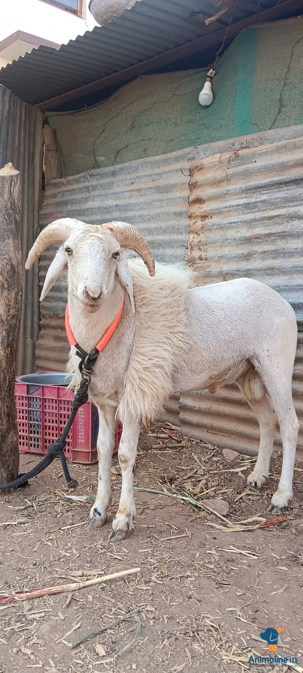  1 years 2 sheeps