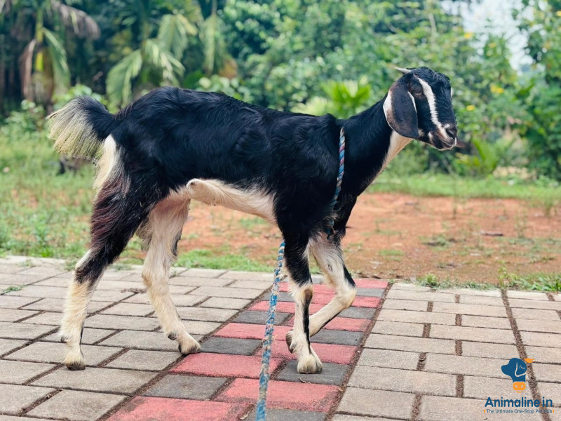 11 months female goat