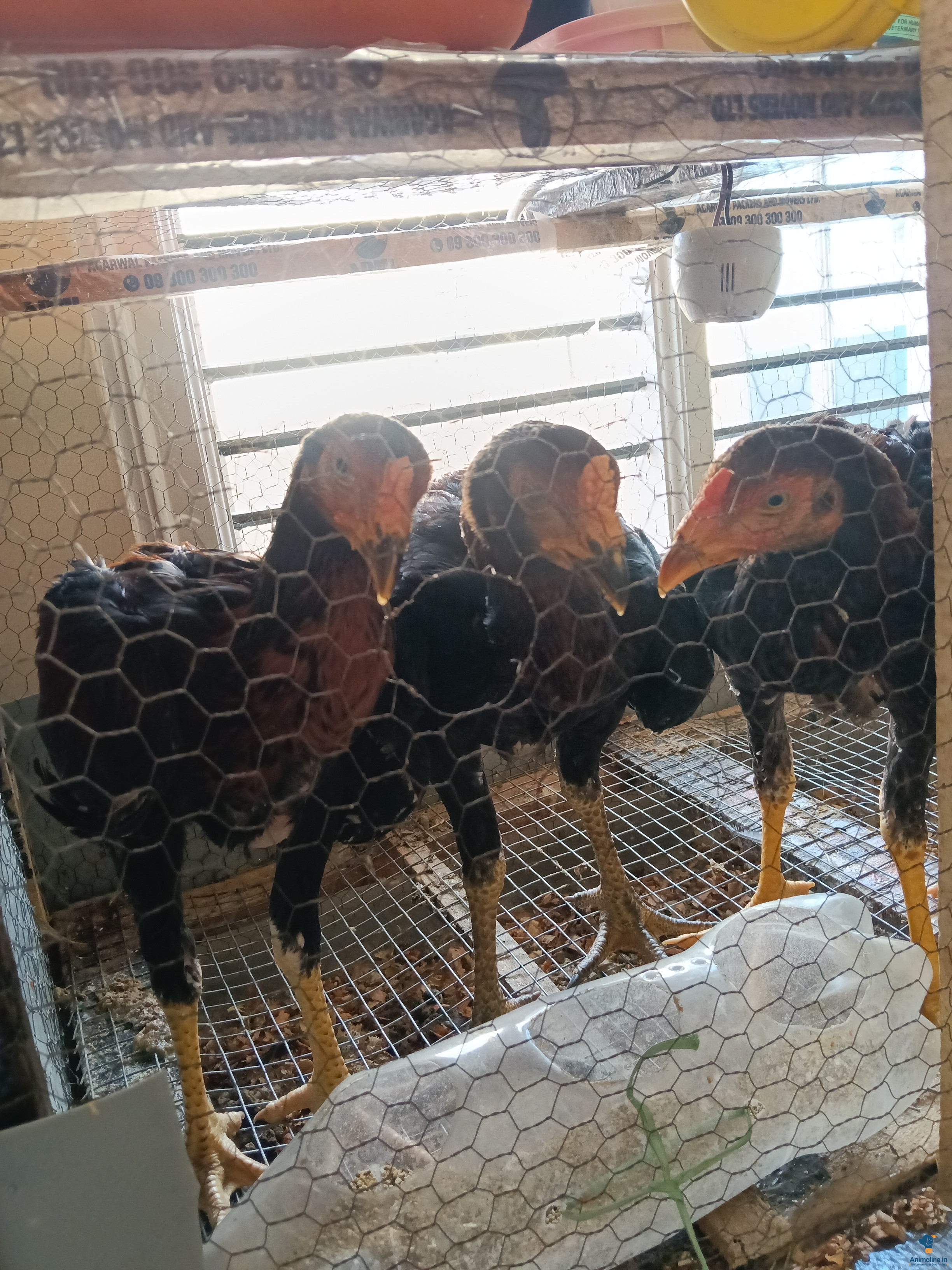ಕತ್ತಿ ಕಾಲು ಕೋಳಿಗಳು ಒಳ್ಳೆಯ ಲೈನ್ಜ್ 