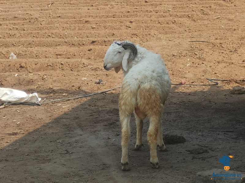 14 ತಿಂಗಳ ನಾಟಿ ಟಗರುಗಳು 