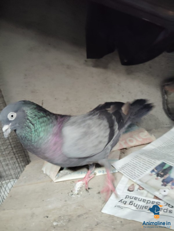 2year old pair pigeon 