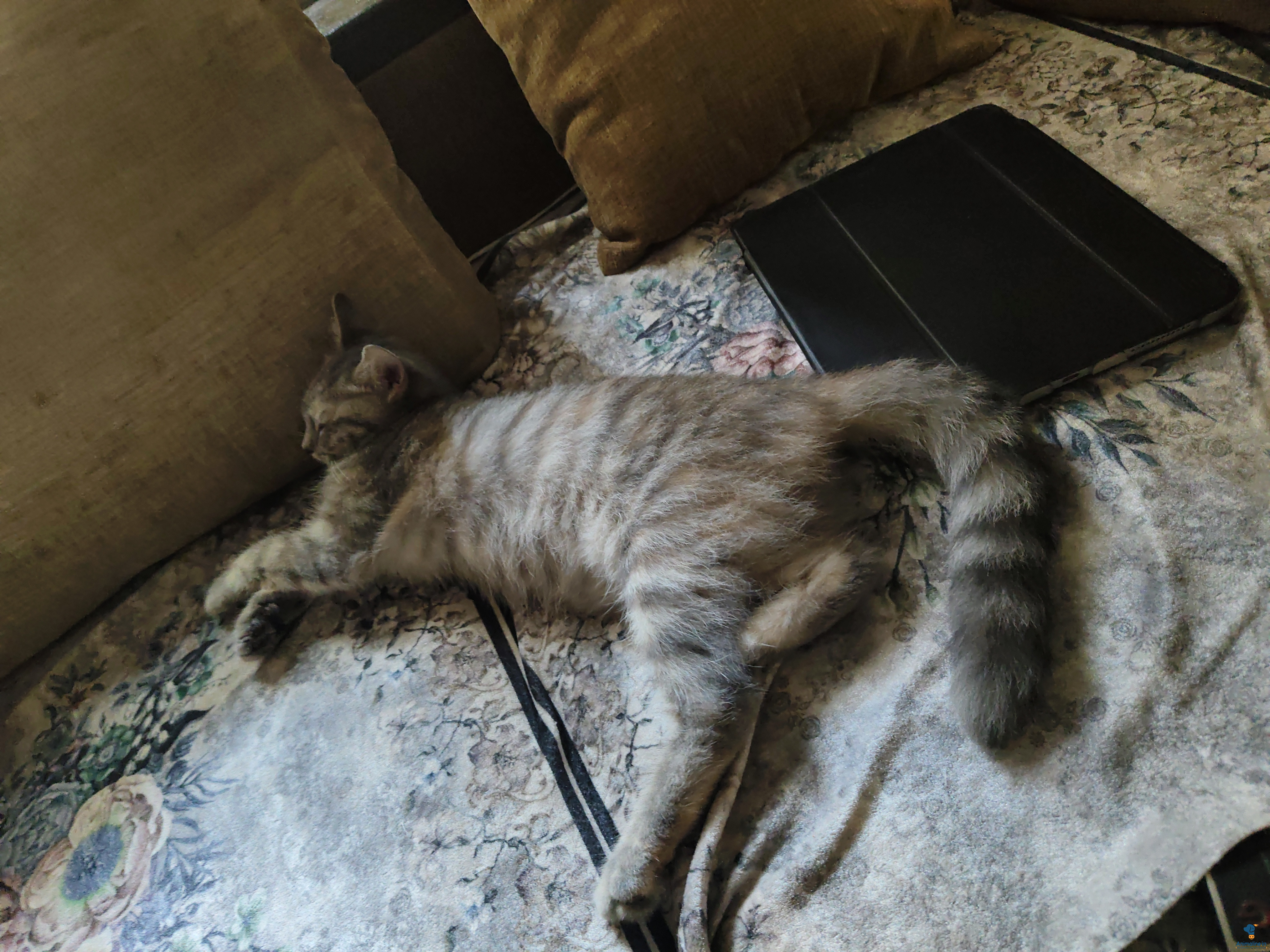 3 months old female cat