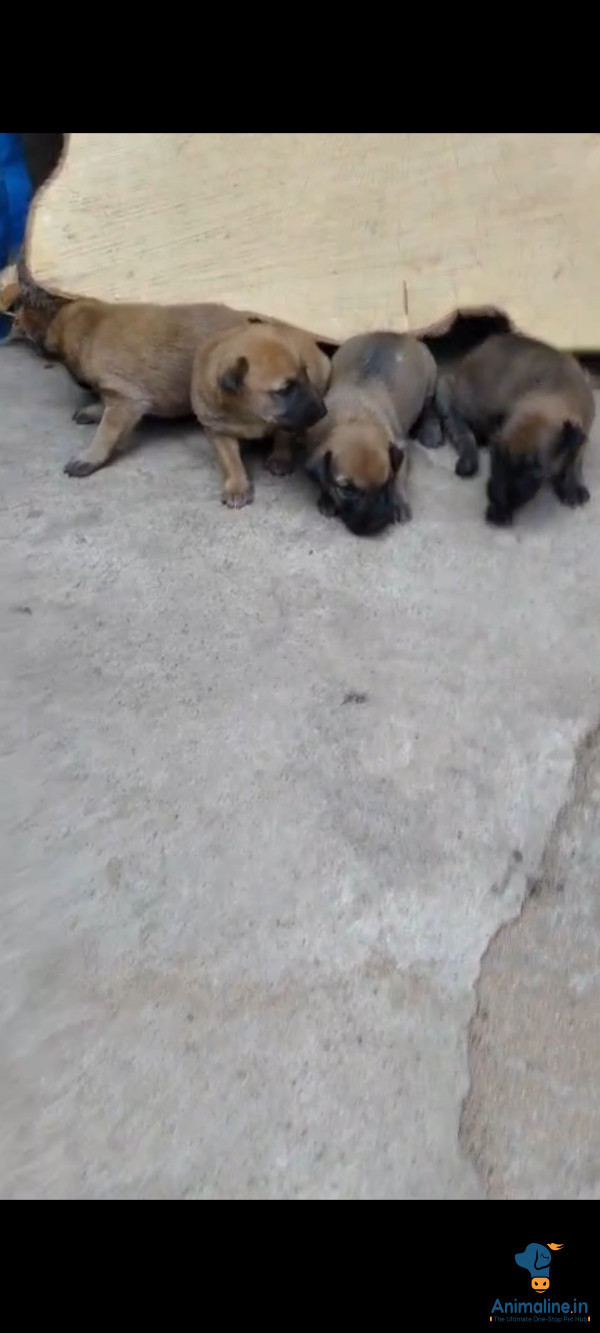 Dog puppy for sale 