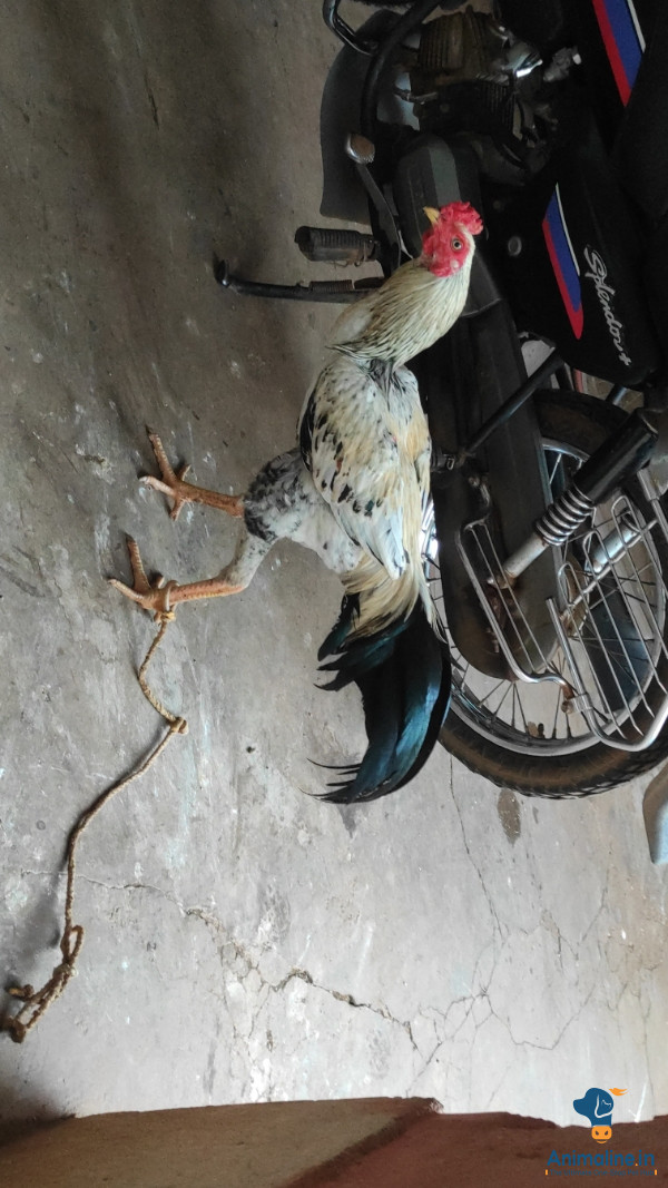Fighter cock