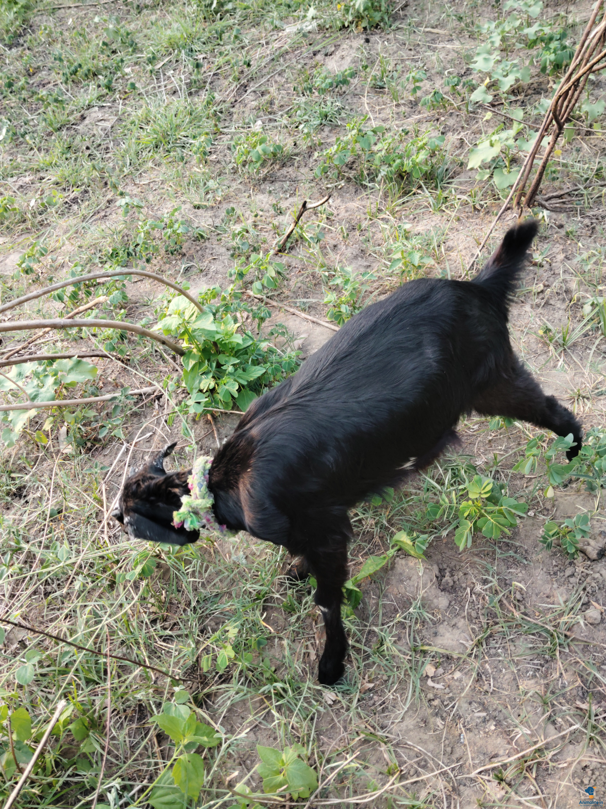 8 months female goat available 