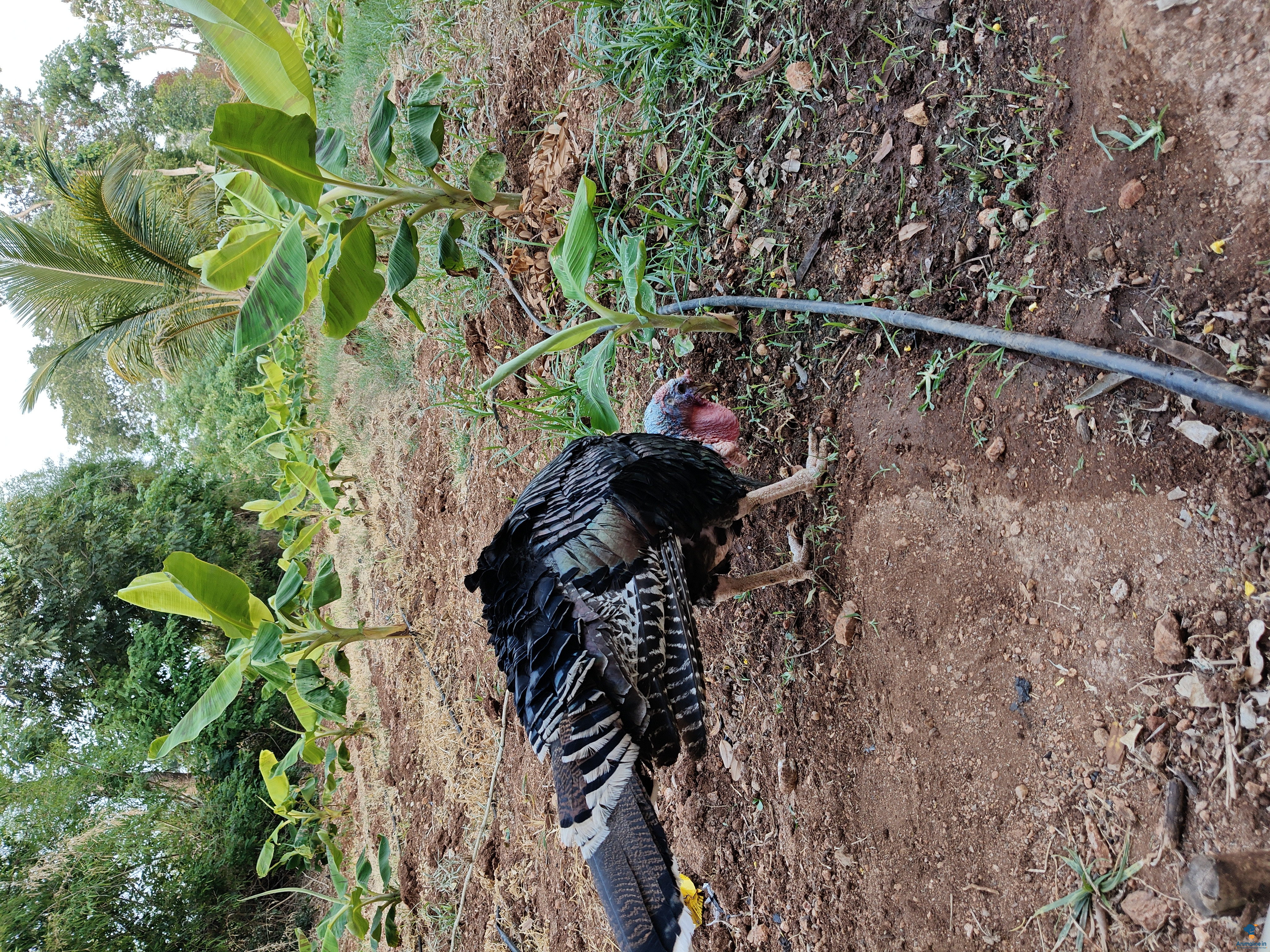 1ವರ್ಷದ ಟರ್ಕಿ 