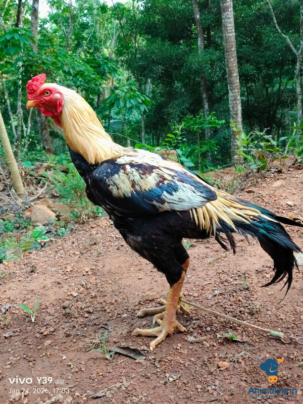 2 ವರುಷದ ಕೋಳಿ 