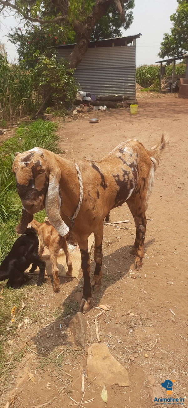 2 ಎರಡು ವರ್ಷದ ಗಂಡು ಮೇಕೆ