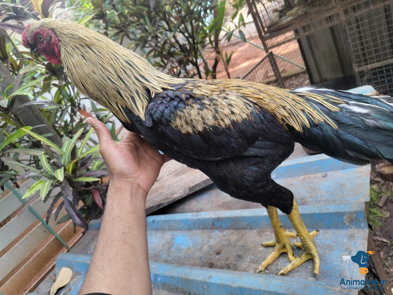 1 year old hen