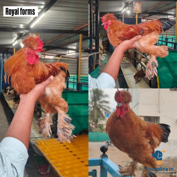 6 month silk African silky chicken
