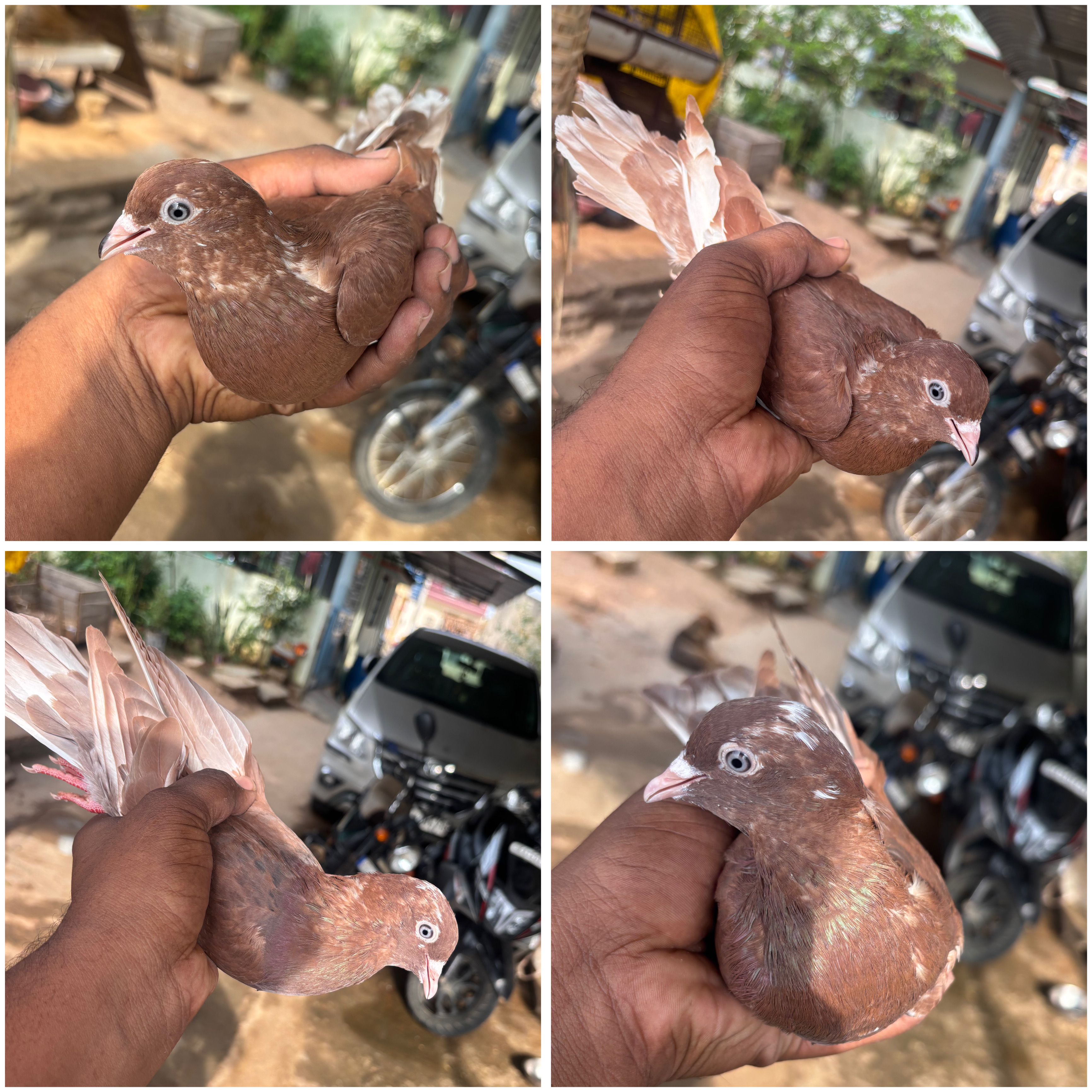 Pigeon for sale