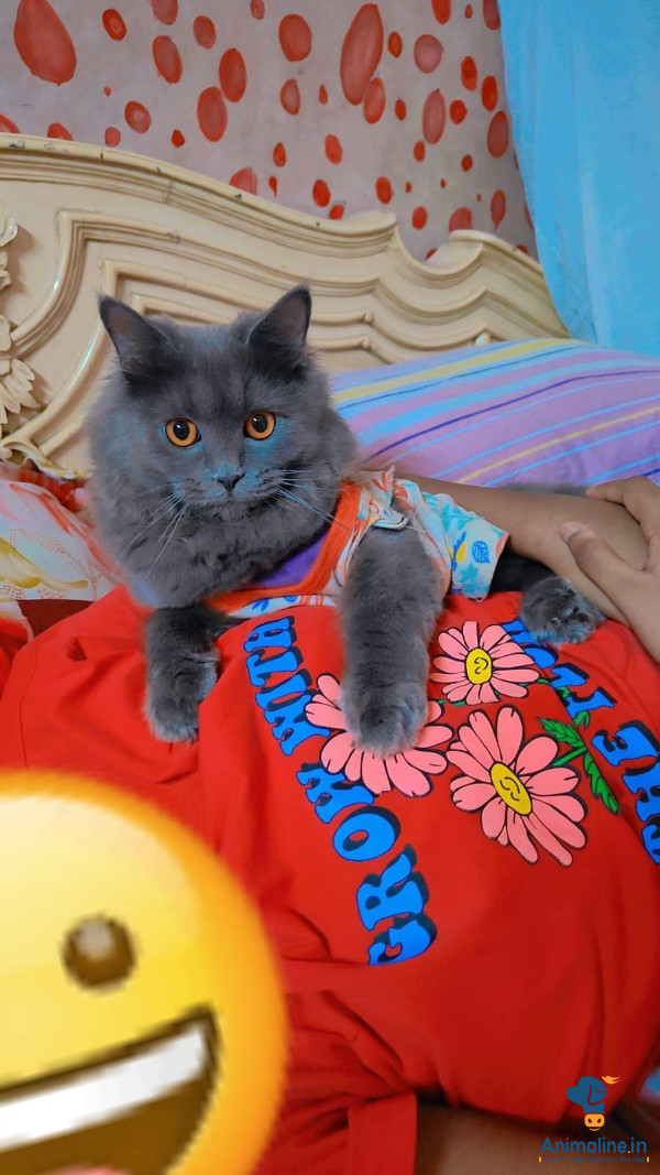 Premium  Cat for Adoption