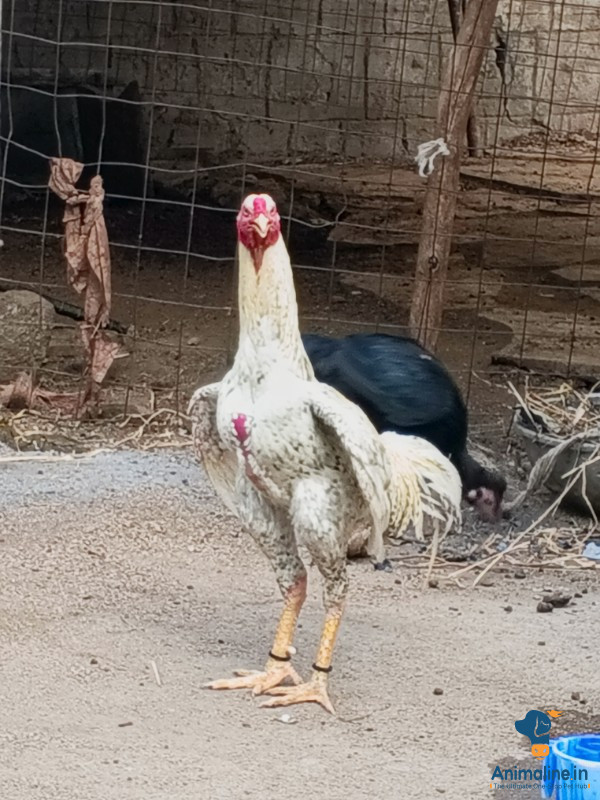 1 varsha fighter unjha 