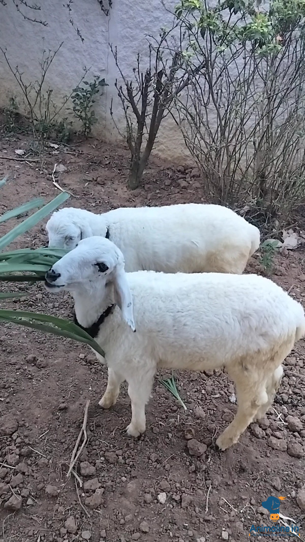 Fully active male sheeps both 30K